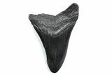 Bargain, Fossil Megalodon Tooth - South Carolina #370480-1